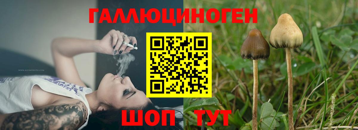где купить наркоту  Вход с VPN  Малгобек  Галлюциногенные грибы Magic Shrooms 